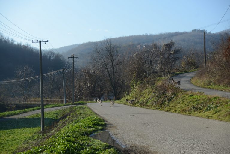 U POTRAZI ZA HRANOM: Košute stigle do Stragara Kosute Foto